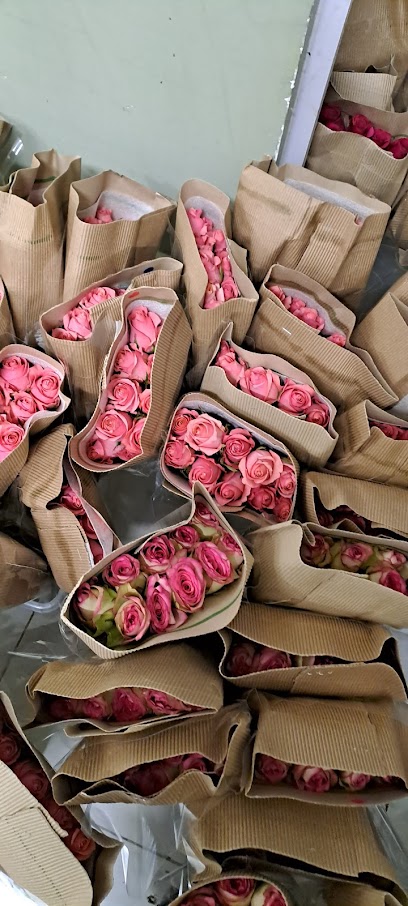 موسم الورد بيع الزهور بالجملة - Al-Kharj 16277