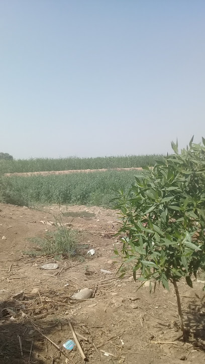 الهنقر مزرعة أبو سعيد - Saudi Arabia|75496|أم الدفين|وادي بيش