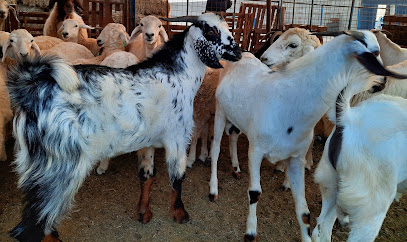 البيطرية veterinary - Jeddah - +966 50 359 1639