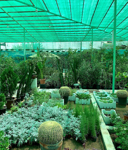 مشتل تل الزيتون - Buraydah -