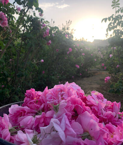 خلف أبو دوش للورد الطائفي ومشتقاته - Alhada - +966 55 570 0537