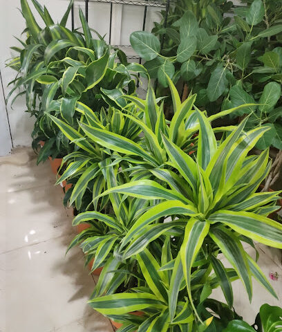 مشتل جرين ينبع Green Yanbu nursery - Yanbu - +966 56 606 9306