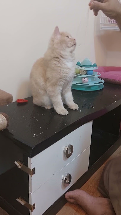 عيادة الخليج البيطرية - Riyadh 13265