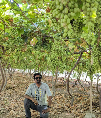 Grapes Farm Buraidah -  - +966 56 830 6484