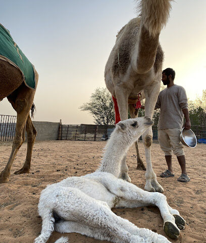 مزرعة ابو رياض - شرف الزهرة - +966 54 938 8068