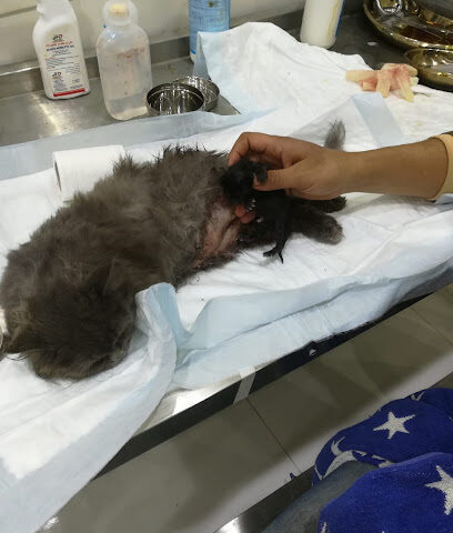 عيادة دانة الحيوان البيطريةDana vet.clinic - Tabuk -