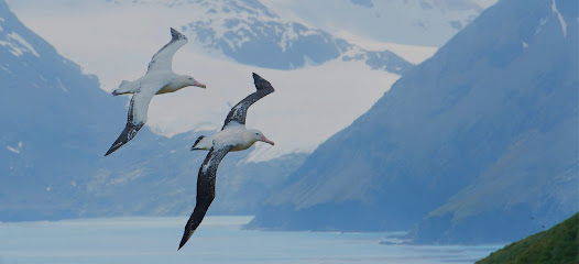 Albatross Immigration Consultant Riyadh - Riyadh - +966 54 085 1666