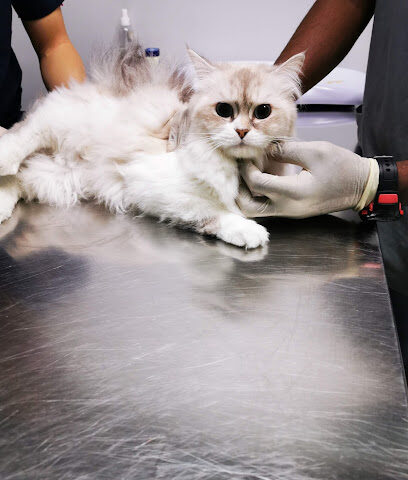 Alaa pets clinic - Jeddah - +966 50 477 0990