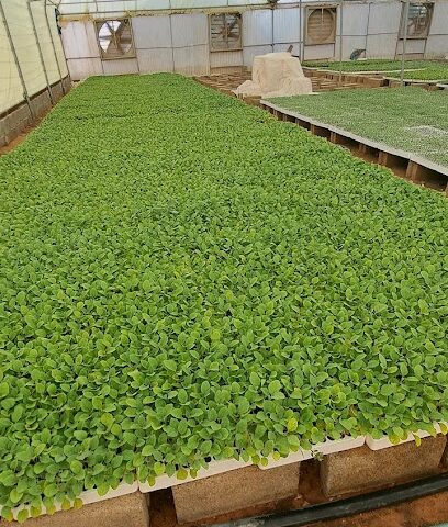 مشتل مقطوف - Al-Kharj - +966 50 192 8012