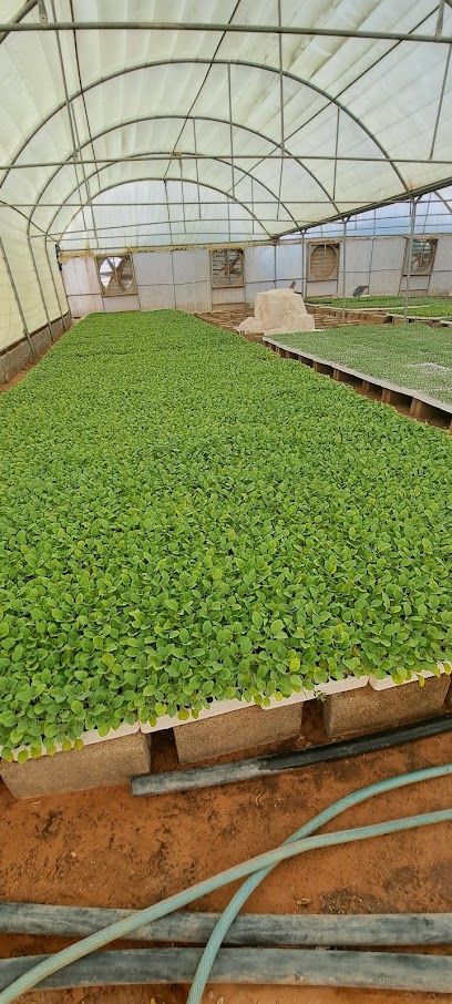 مشتل مقطوف - Saudi Arabia|Al-Kharj 86477|7484، الدلم 16338 5430