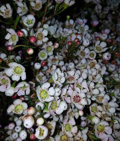 شركة روز الاحلام للزهور الطبيعية - Hail - +966 55 679 9789