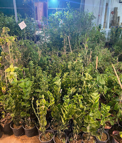 Sahab - Al Bukayriyah - +966 53 000 9298