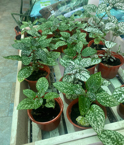 مؤسسة المزرعة للنباتات الداخليه والخارجية - Al Madinah Al Munawwarah - +966 50 330 9776