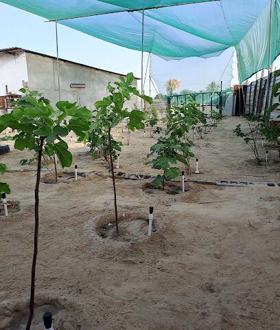 مزرعة عبدالله القناص - Safwa - +966 50 482 4533