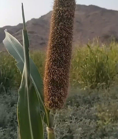 القليته - Bir Al Ghanem -