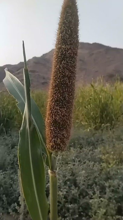 القليته - Saudi Arabia|Bir Al Ghanem 46393|W592+WC