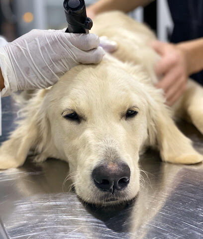 عيادة نبض الفرح البيطرية - Al Madinah Al Munawwarah - +966 56 659 6026