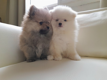 Ghazwa veterinary Pharmacy - Jeddah - +966 12 216 5325