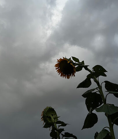 مزرعه الوادي الاخضر - Taif -