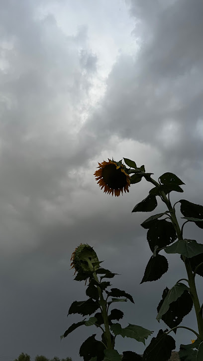 مزرعه الوادي الاخضر - Saudi Arabia|Taif 26511|3631، عودة، الطائف 26511 8163|Awdah