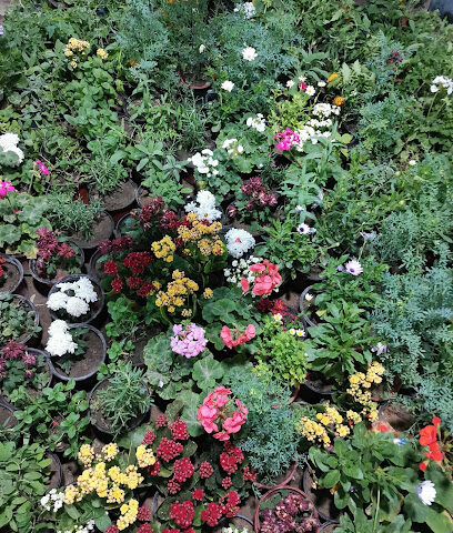 ديم الجنوب الزراعة - Bisha -