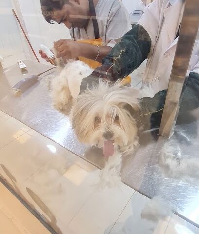 soft paws clinic - Jeddah - +966 56 523 3913