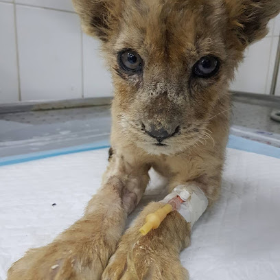 Attwaij Vet Clinic - Riyadh - +966 54 546 5354