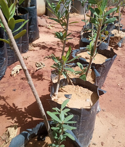 مؤسسة مشتل الريحان الزراعية - Sakaka - +966 53 250 6903