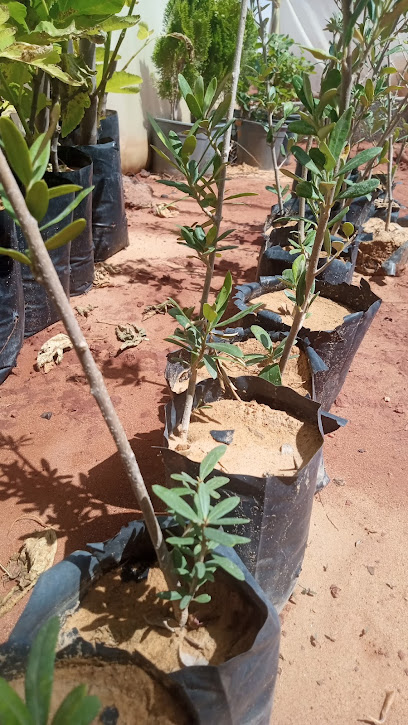 مؤسسة مشتل الريحان الزراعية - Saudi Arabia|Sakaka 72484|RC8J+VVF