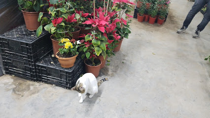 World Plants Est. عالم مشاتل - Saihat - +966 50 910 1184