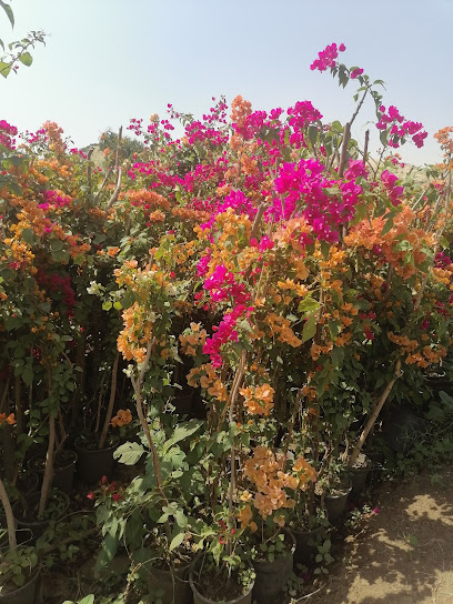 مؤسسة درة البستان الزراعية - Saudi Arabia|Bisha 67714|ALAB2547، 2547 ولي العهد الأمير محمد بن سلمان، 8382، حي النخيل،