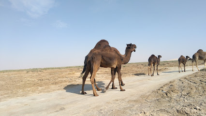 MMS Frozen Foods | Mohammed Mousa Awadh Al Shamrani Trading Est. - Dammam - +966 13 814 0669