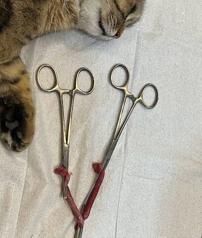 عيادة الحيوان الذهبي البيطرية Golden pets clinic - Riyadh - +966 59 515 6584