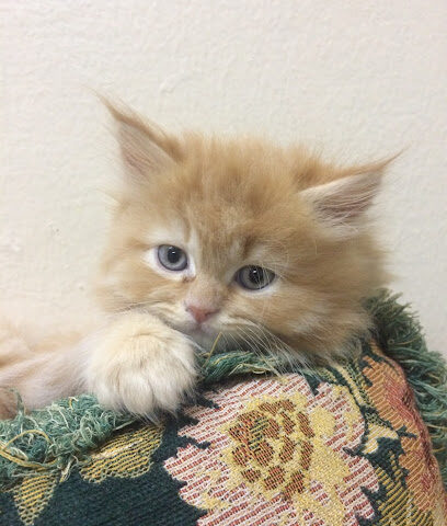 عناية القطط المنزلية Abha Cat Care -  - +966 56 323 1860