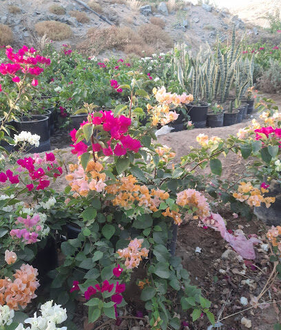 Green saudi nursery - Jeddah - +966 54 521 2981