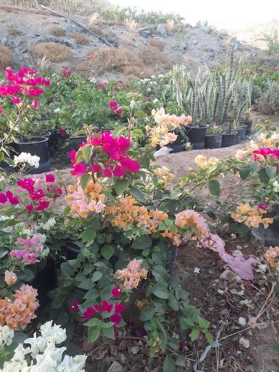 Green saudi nursery - Saudi Arabia|Jeddah 23644|Bryman