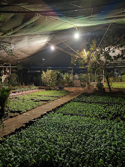 مشتل البساط الأخضر - Saudi Arabia|Al Qatif 32634|7333 King Abdulaziz Rd