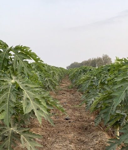 مزرعة الأستاذ أمين محمد مظفر دراج - Abu Arish - +966 58 020 3017