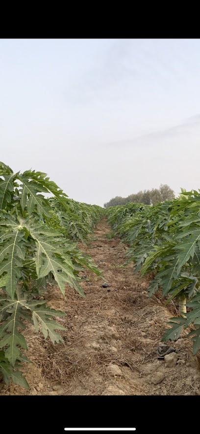 مزرعة الأستاذ أمين محمد مظفر دراج - Saudi Arabia|Abu Arish 84753|2QGR+83