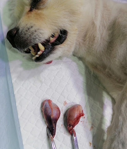 عيادة الأحلام للحيوانات الاليفة - Riyadh - +966 53 102 6349