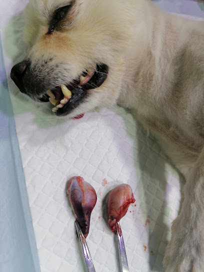 عيادة الأحلام للحيوانات الاليفة - Saudi Arabia|Riyadh 12815|7142 ابي بكر الصديق الفرعي، 4463