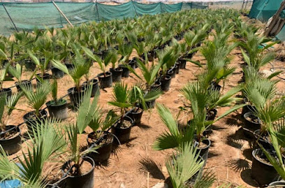 زراعة الأشجار والورود - Riyadh - +966 53 826 3064