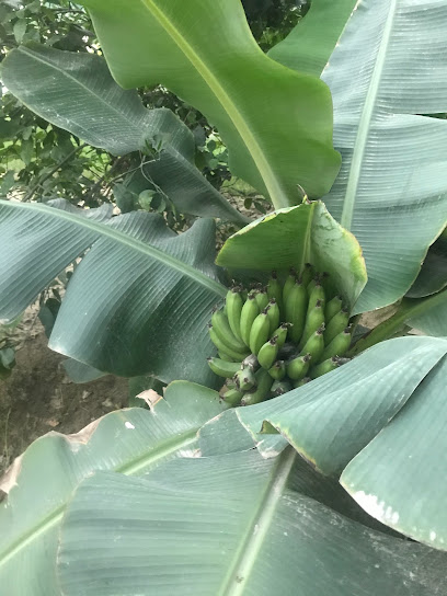 مشتل غصن للشتلات الزراعية - Al Qatif 32652