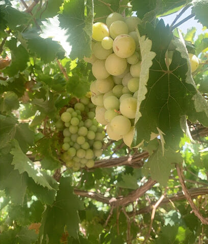 مشتل نسائم - Jeddah -