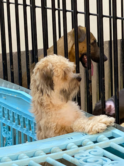 عيادة رعاية الحيوان - Animal Welfare Clinic - Saudi Arabia|Riyadh 12254|Al Wurud|King Abdulaziz Rd