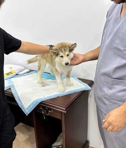 عيادة كيا البيطرية - Riyadh - +966 53 590 9993