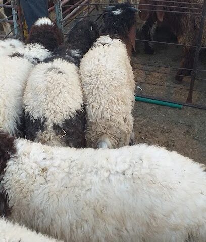 صيدلية صعفق الشمري البيطرية - Hafar Al Batin - +966 53 257 5952