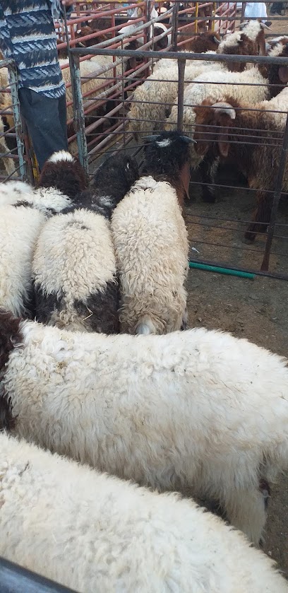 صيدلية صعفق الشمري البيطرية - Saudi Arabia|Hafar Al Batin|الربيع،|C28P+WWG