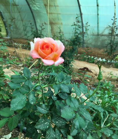 مشتل زهره اللوتس متخصص في انتاج الورد الجوري مخملي فرنسي سلطاني - Dumat al-Jandal -