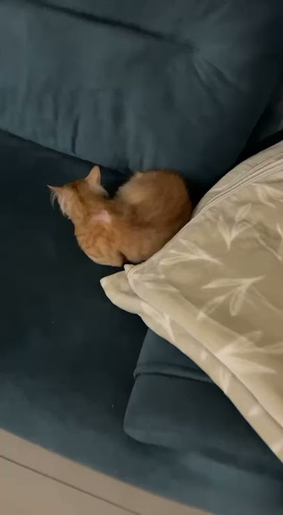 Modern Care Vet - Jeddah 23623